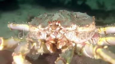 巨大的<strong>帝王蟹</strong>在巴伦支海寻找食物。